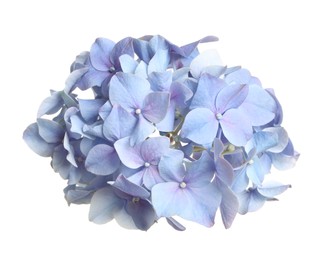 Photo of Beautiful light blue hortensia flower isolated on white