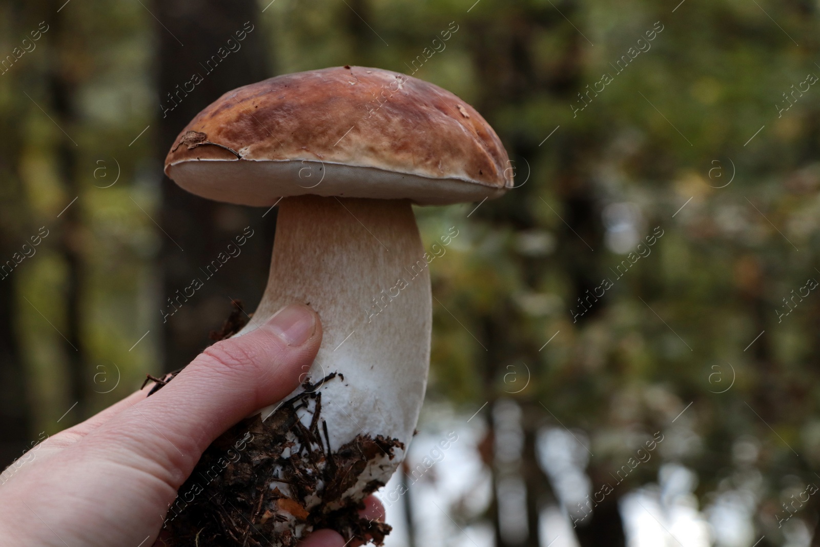 Photo of Woman holding beautiful mushroom in forest, closeup