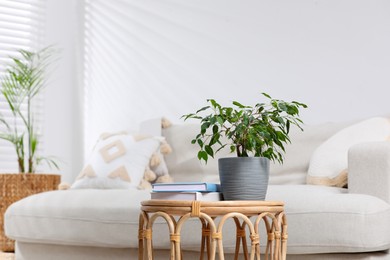 Photo of Beautiful houseplant and books on table in living room