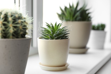 Beautiful different cacti in pots on windowsill indoors