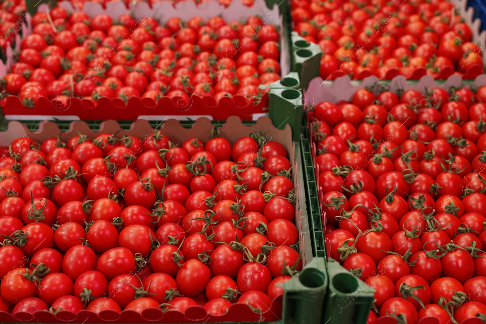 Photo of Many fresh tomatoes in containers at wholesale market