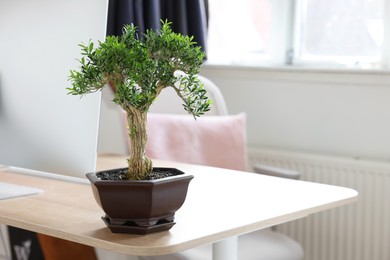 Photo of Beautiful bonsai tree in pot on wooden table indoors, space for text