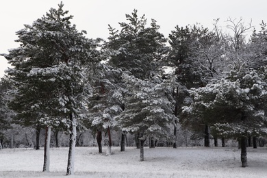 Photo of Picturesque view of beautiful forest covered with snow