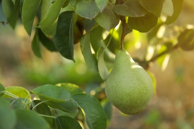 Fresh juicy pear on tree in garden, closeup