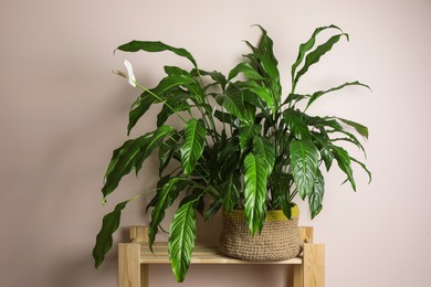 Photo of Beautiful spathiphyllum on wooden rack near beige wall. House decor