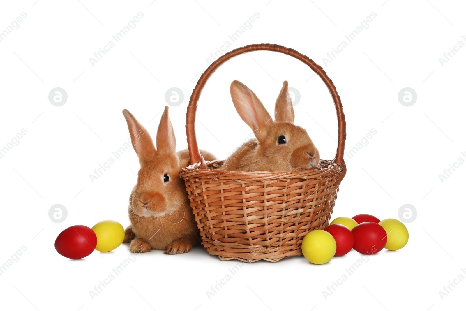 Photo of Adorable furry Easter bunnies and wicker basket with dyed eggs on white background