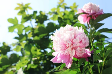 Photo of Wonderful pink peonies in garden on sunny day, closeup. Space for text