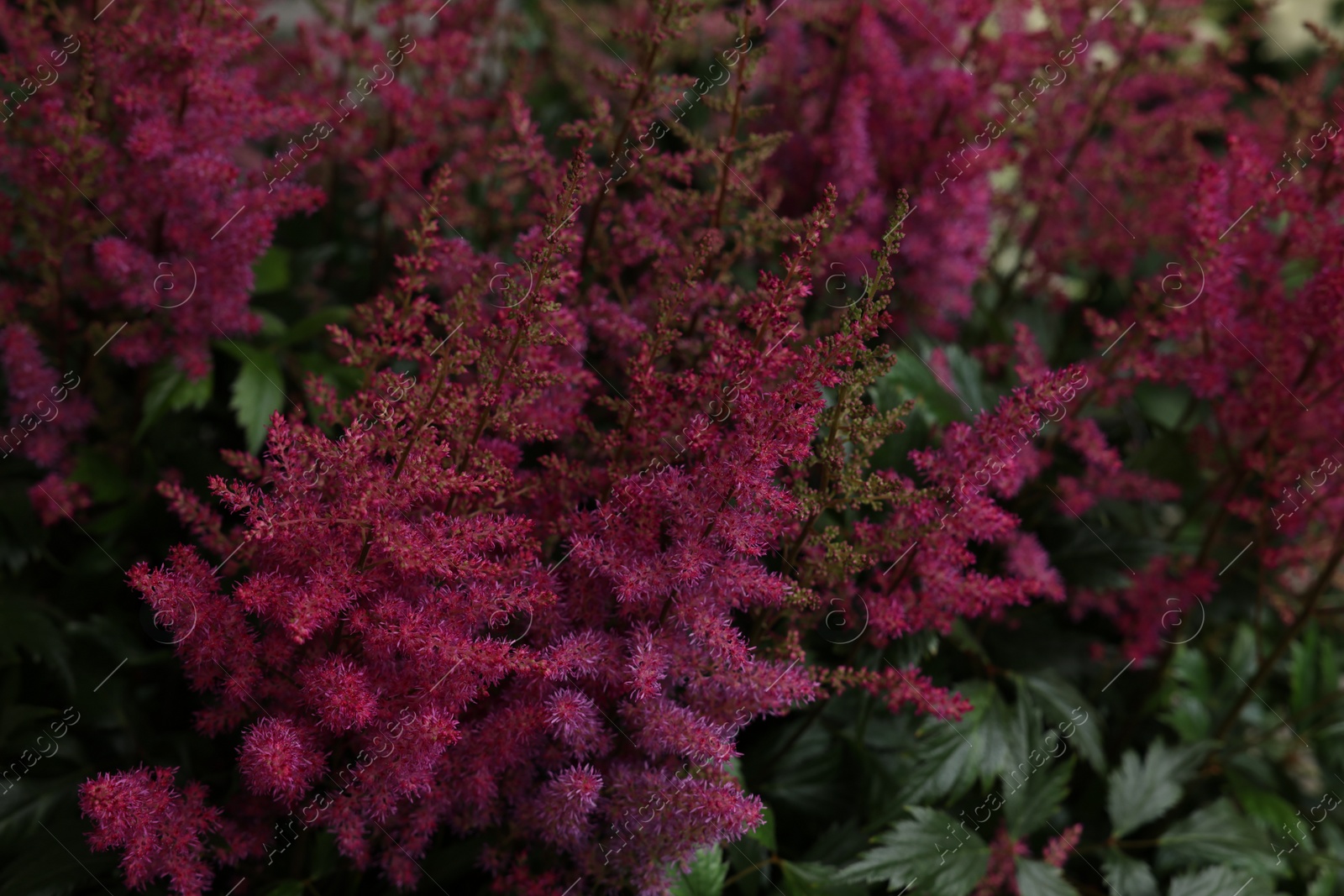 Photo of Beautiful blooming Astilbe plant with green leaves, closeup view
