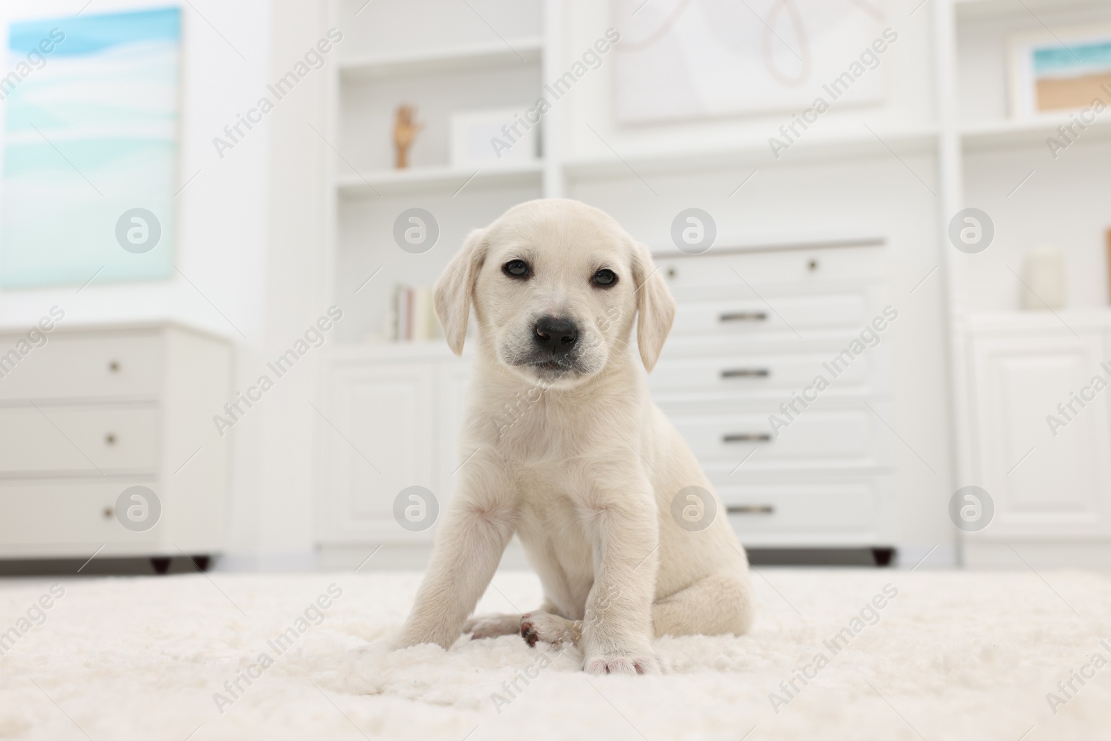 Photo of Cute little puppy on white carpet at home