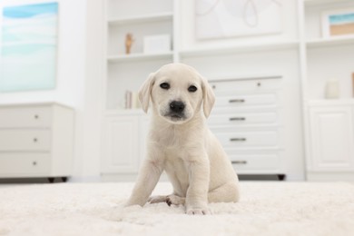 Photo of Cute little puppy on white carpet at home