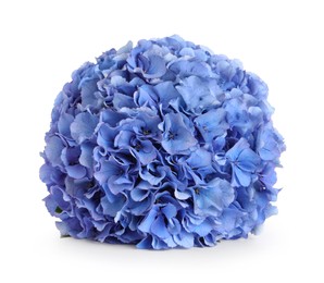 Photo of Delicate blue hortensia flowers on white background