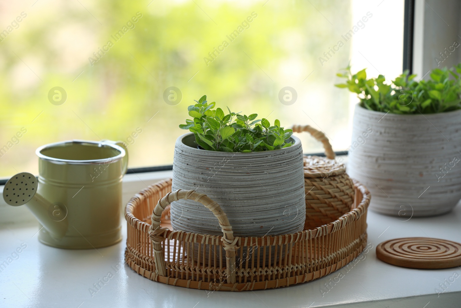 Photo of Aromatic potted oregano and stylish watering can on window sill indoors