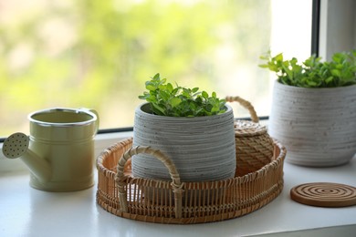 Aromatic potted oregano and stylish watering can on window sill indoors