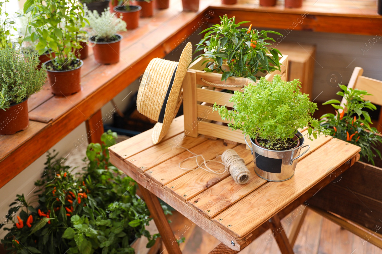 Photo of Seedlings, wooden crate, straw hat and rope on wooden table in shop. Gardening tools