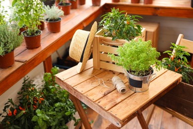 Seedlings, wooden crate, straw hat and rope on wooden table in shop. Gardening tools