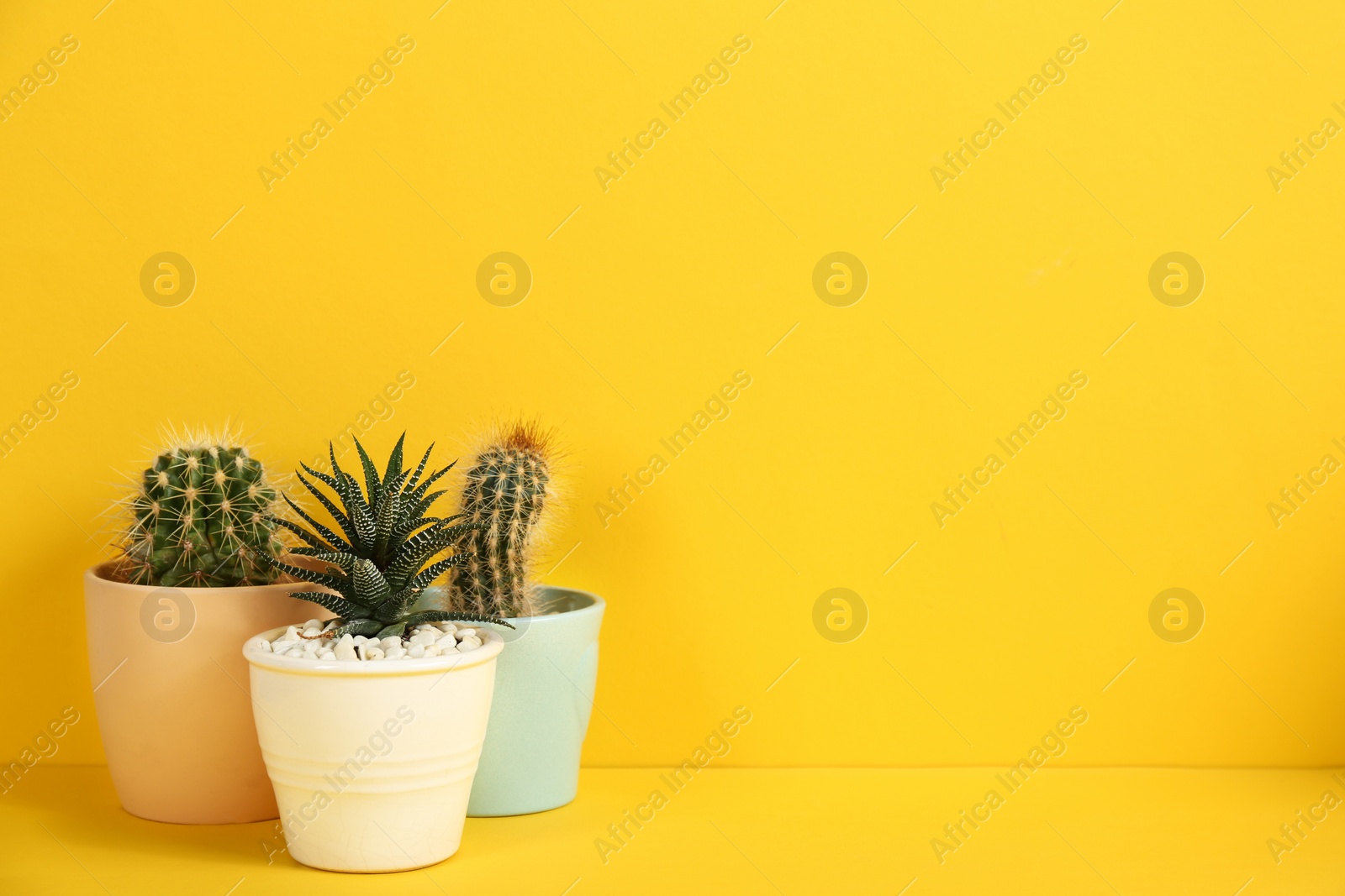 Photo of Beautiful cactuses on yellow background. Space for text
