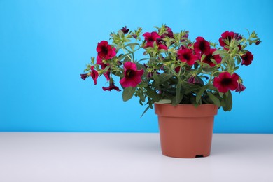 Photo of Beautiful potted petunia flower on white table against light blue background. Space for text