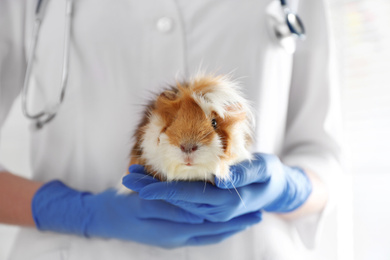 Female veterinarian examining guinea pig in clinic, closeup