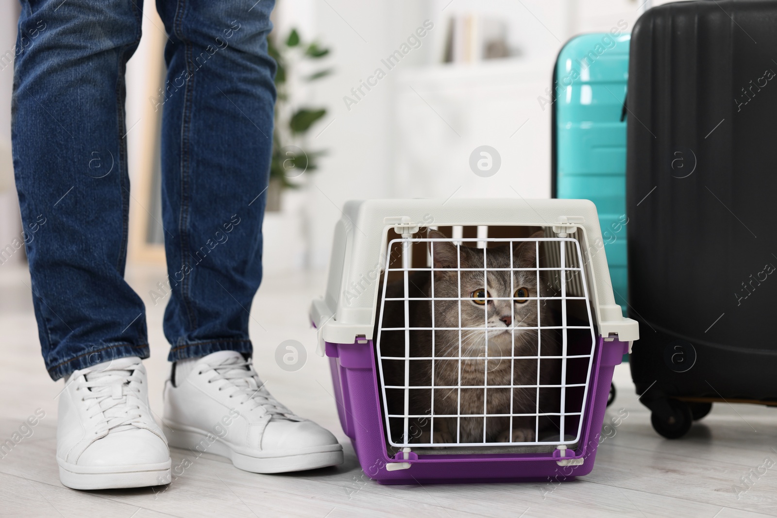 Photo of Travel with pet. Man near carrier with cute cat at home, closeup