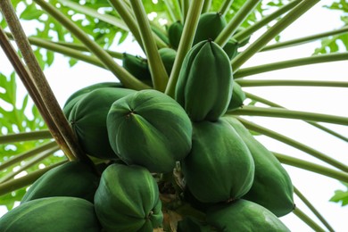 Unripe papaya fruits growing on tree outdoors, closeup