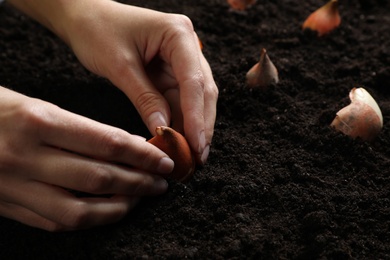 Woman planting tulip bulb into soil, closeup