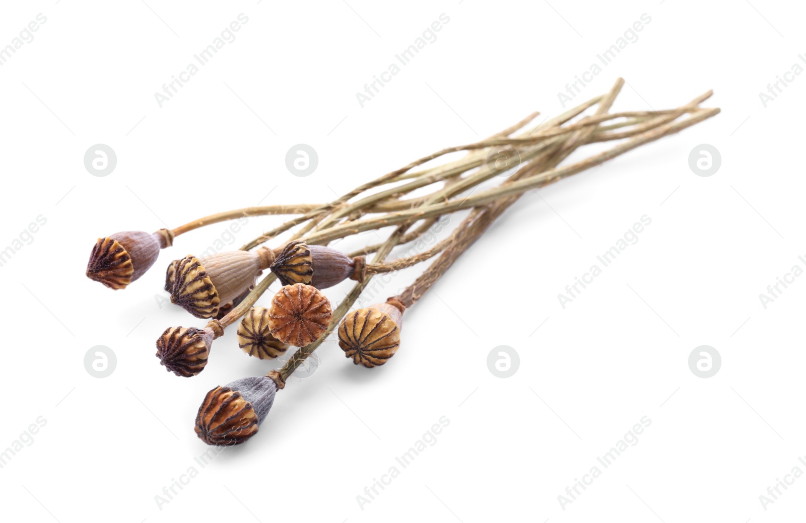 Photo of Dry poppyheads with seeds on white background