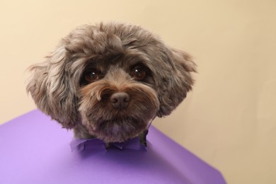Photo of Cute Maltipoo dog peeking out of hole in violet paper on beige background. Lovely pet