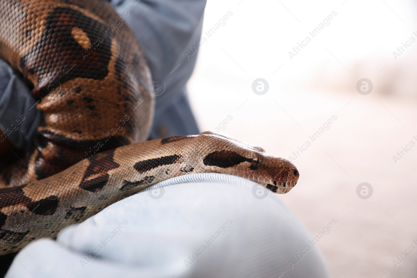 Photo of Woman with her boa constrictor at home, closeup. Exotic pet