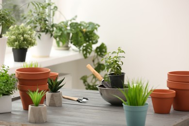 Photo of Time for transplanting. Many terracotta flower pots, houseplants and tools on gray wooden table at home