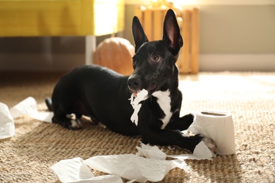 Photo of Cute black dog with toilet paper on floor indoors. Halloween celebration