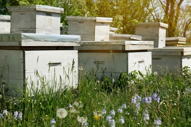 Photo of Many white bee hives at apiary on spring day