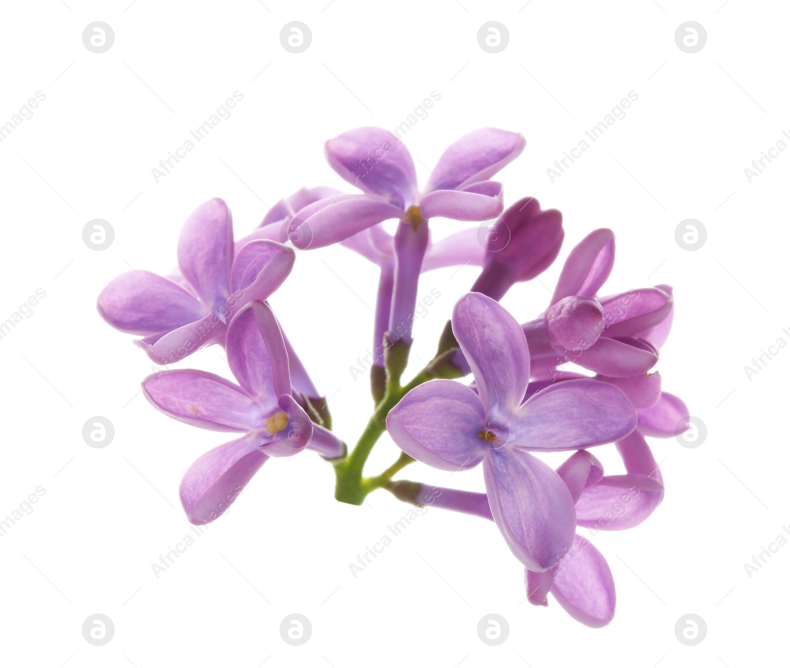 Photo of Branch with lilac flowers on white background