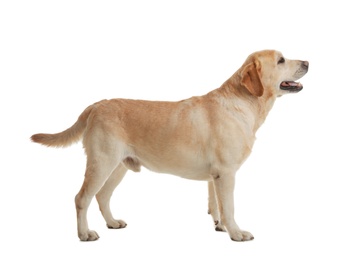 Photo of Yellow labrador retriever standing on white background