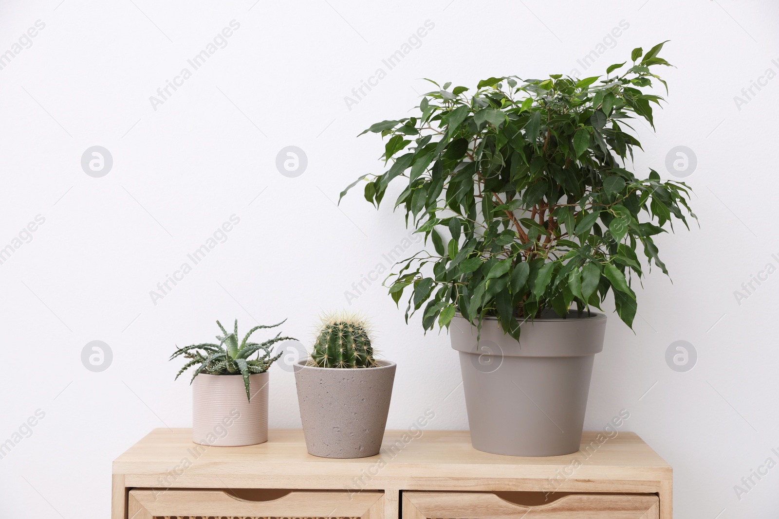 Photo of Many different houseplants in pots on wooden table near white wall