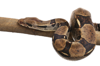 Brown boa constrictor on tree branch against white background