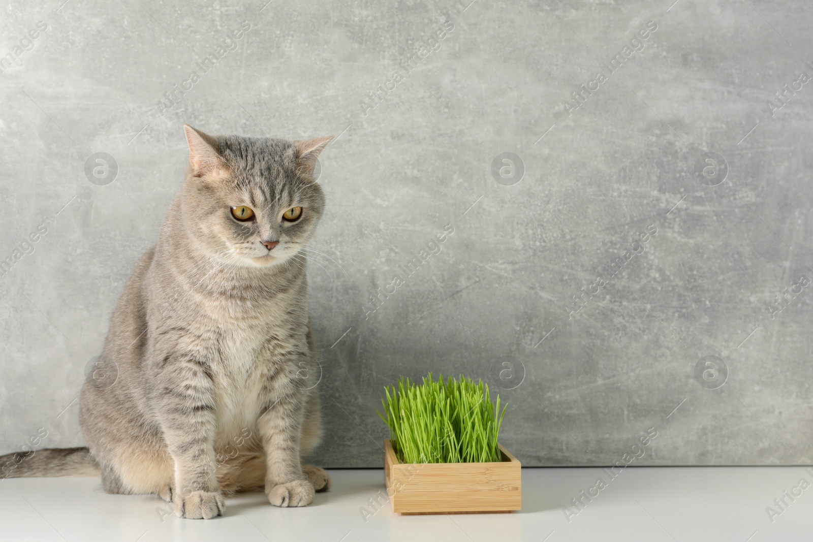 Photo of Cute cat and fresh green grass on white surface near grey wall, space for text