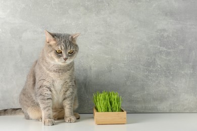 Cute cat and fresh green grass on white surface near grey wall, space for text