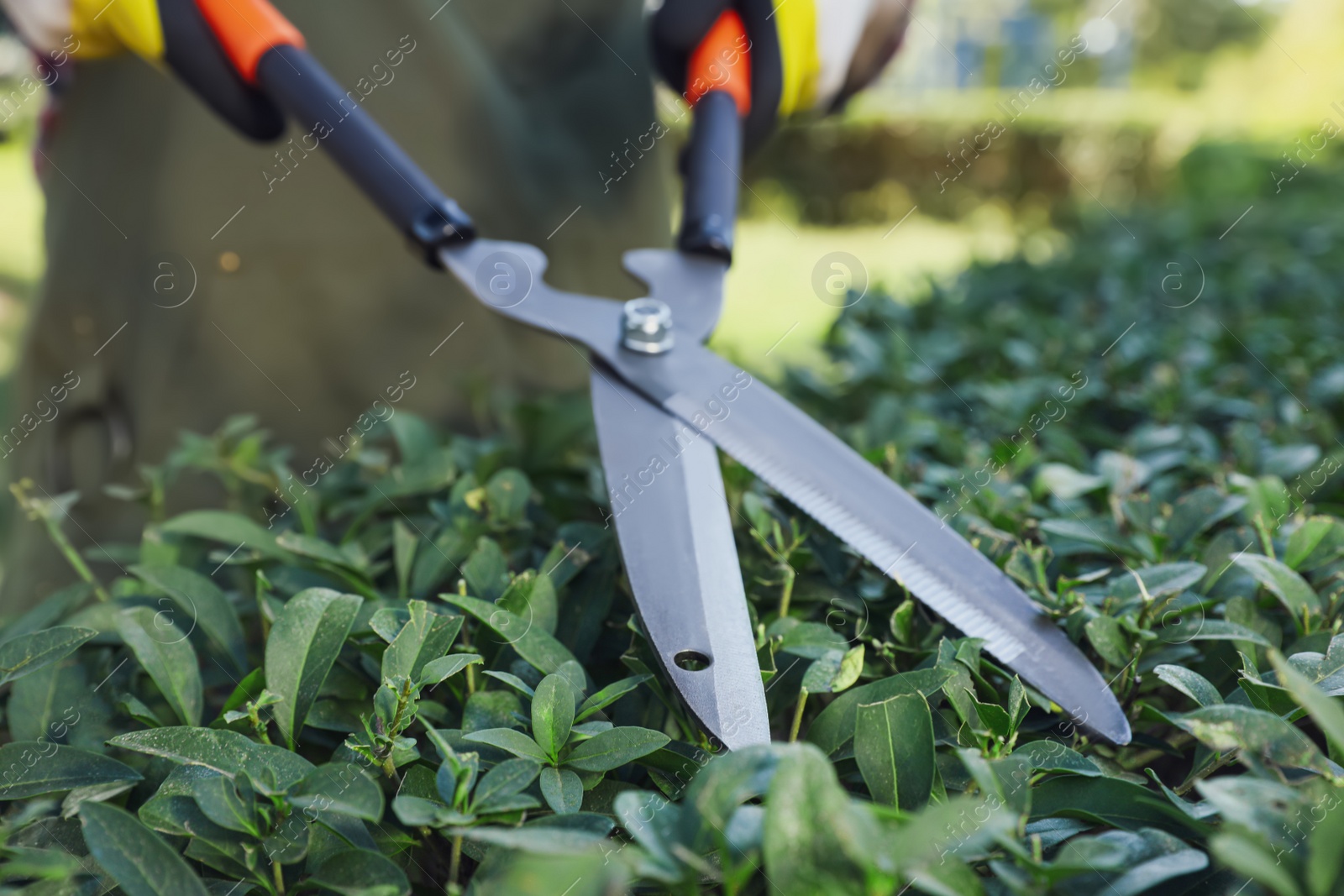 Photo of Man trimming green bush, closeup. Gardening time