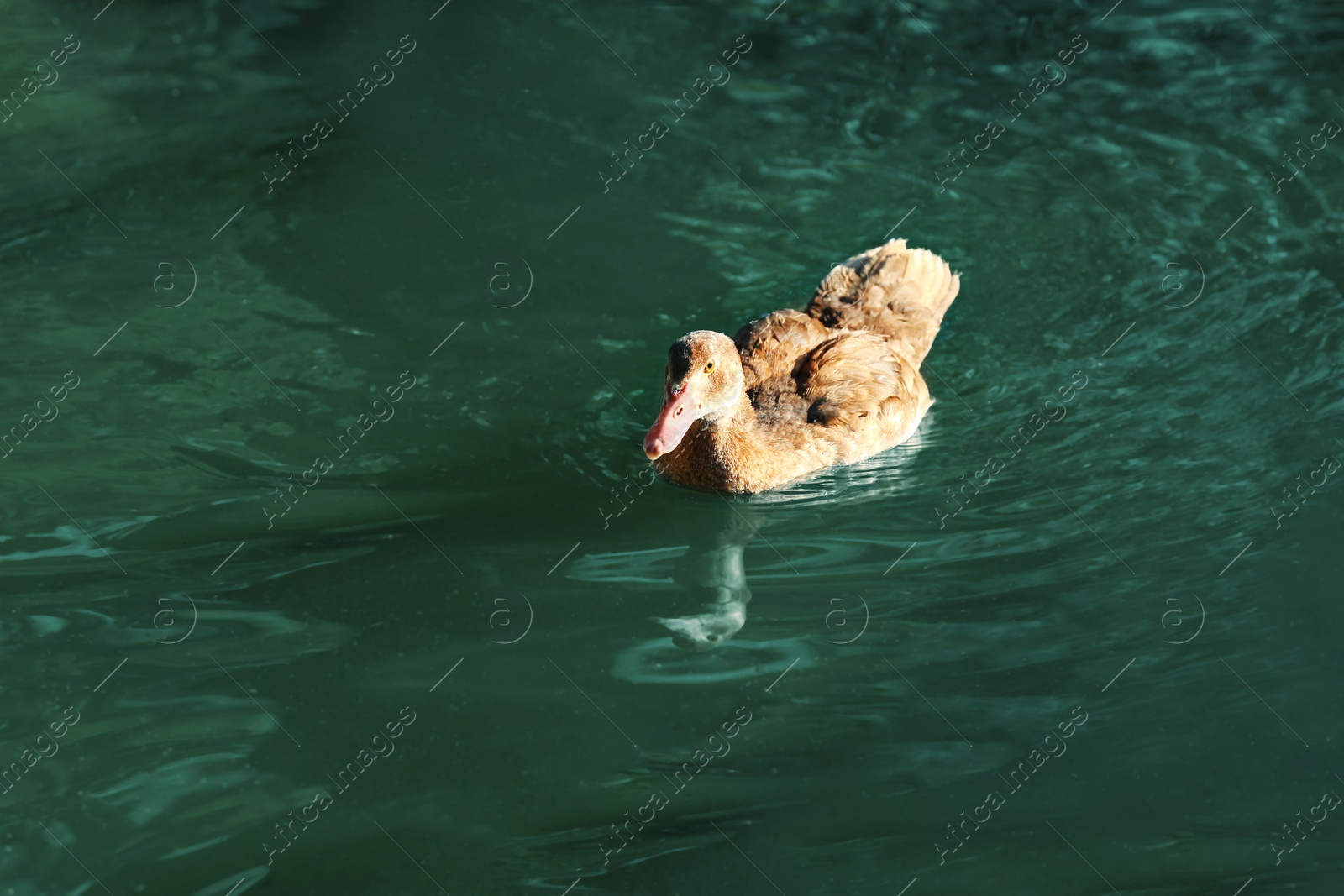 Photo of Cute ducks swimming in pond on sunny day. Nature reserve