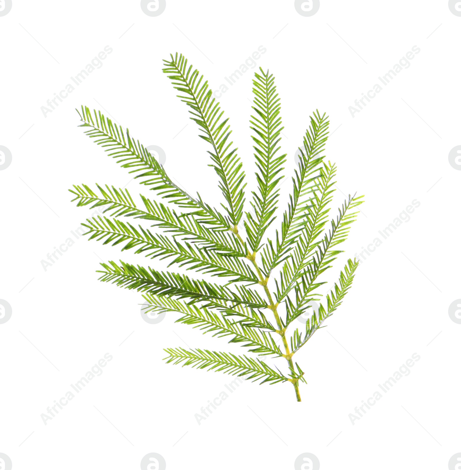 Photo of Mimosa branch with green leaves on white background