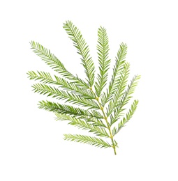 Photo of Mimosa branch with green leaves on white background