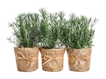 Photo of Aromatic green rosemary in pots on white background