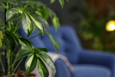 Closeup view of Schefflera in room. Trendy plants for home