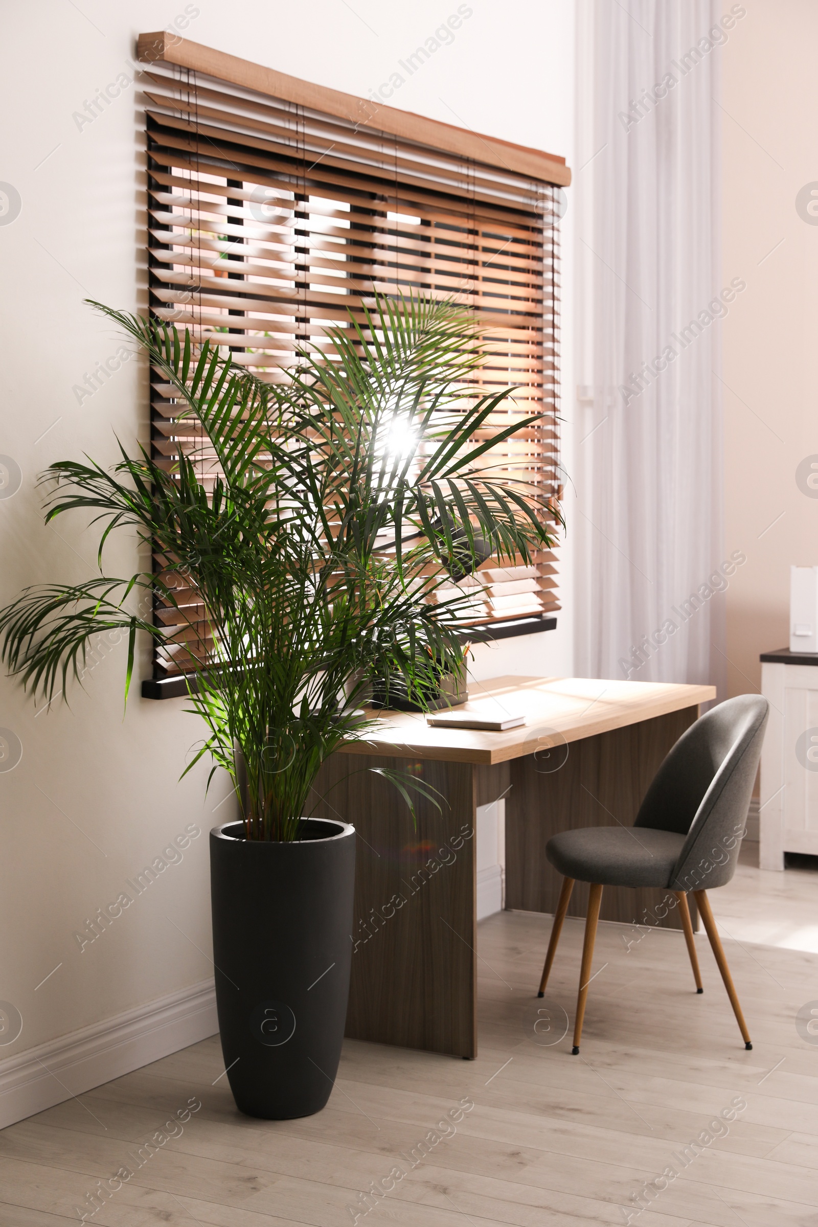 Photo of Beautiful large palm in room. Element of interior design