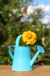 Photo of Beautiful marigold in watering can on wooden table outdoors