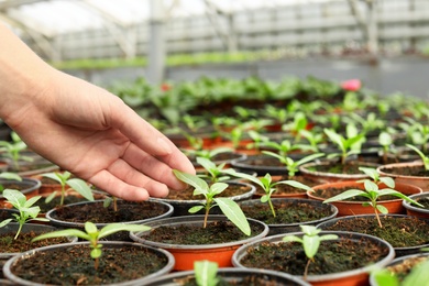 Photo of Woman taking care of seedlings in greenhouse, closeup. Space for text