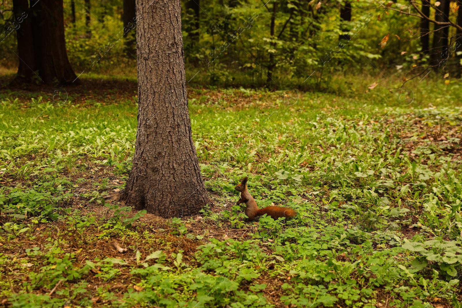 Photo of Cute squirrel in forest on autumn day