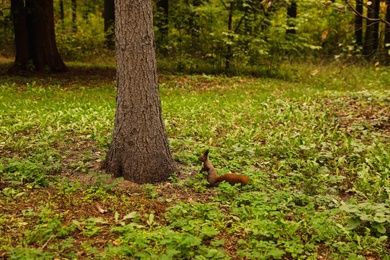 Photo of Cute squirrel in forest on autumn day