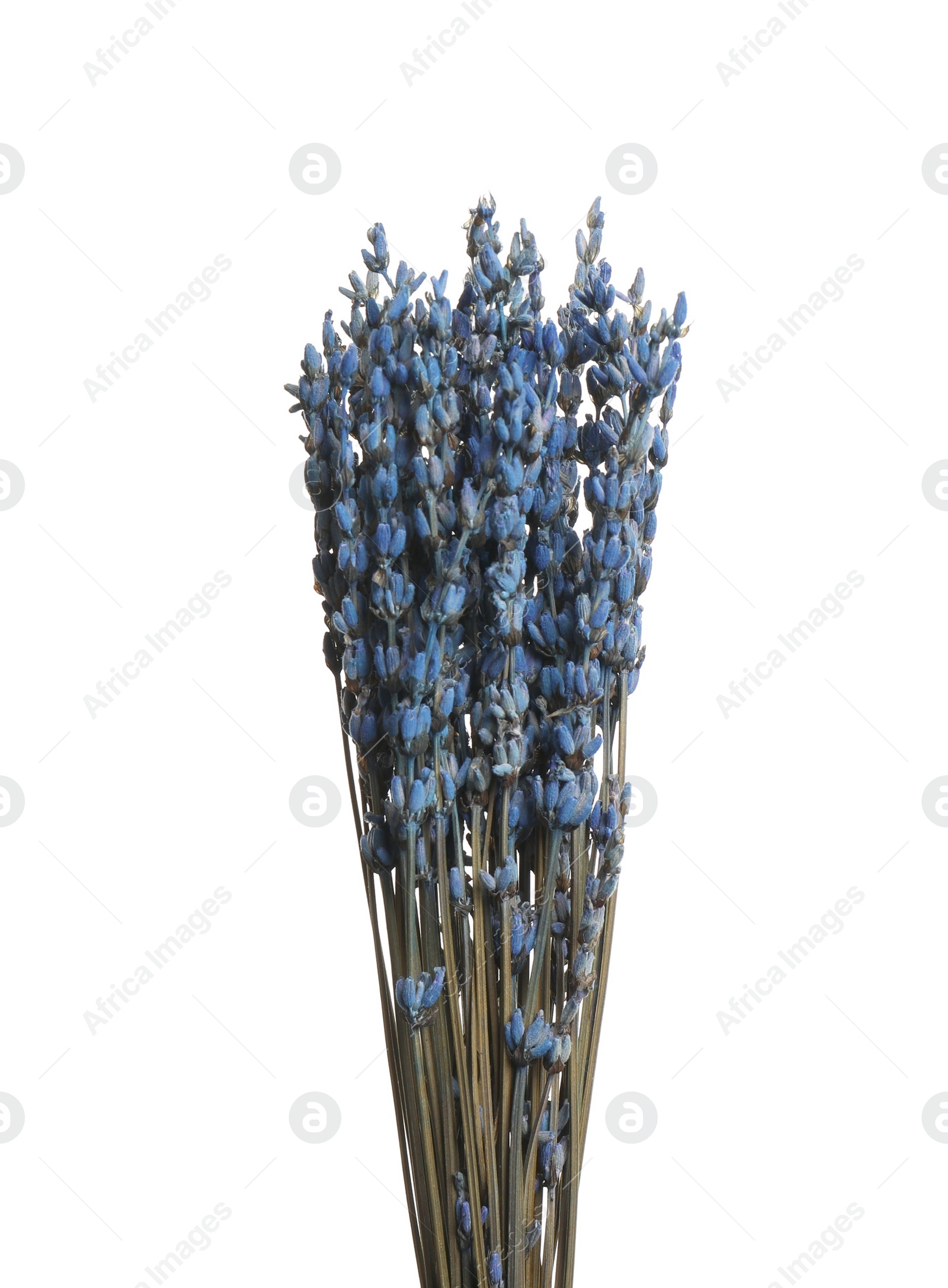 Photo of Bouquet of dried flowers on white background