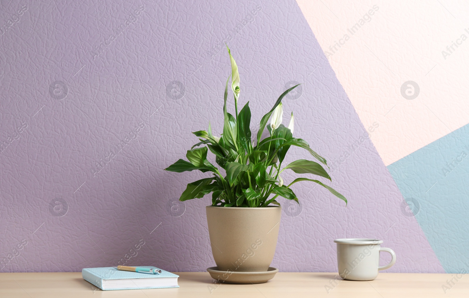 Photo of Potted peace lily plant, cup and notebook on wooden table near color wall